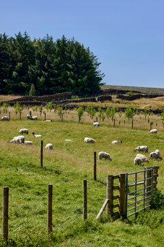 Dalesbred sheep and lambs grazing on land before the drought set in, Nidderdale, North Yorkshire