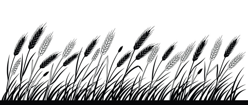 Wheat field or barley ears silhouette seamless border isolated on transparent background farm.