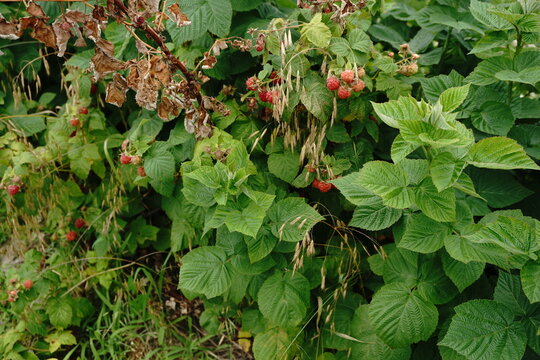 A close-up view of ripe raspberries on a vine surrounded by green leaves and dry branches