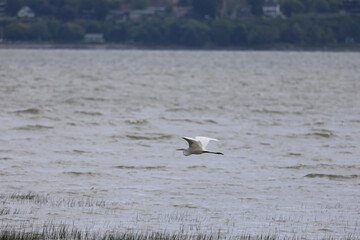 Naklejka premium Grande Aigrette, Ardea alba, sur le fleuve Saint-Laurent, Québec, Canada.
