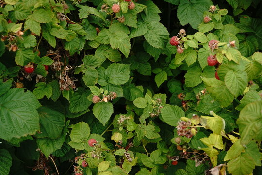 Vibrant red raspberries ripen on lush green leafy bramble bushes natural outdoor lighting