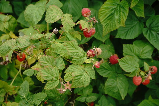 A cluster of ripe raspberries hangs from a leafy green branch