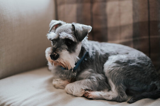 miniature schnauzer dog