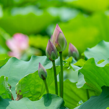 Lotus flower and Lotus flower plants