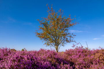 Purple flowers Calluna vulgaris (Heide, Heather, Ling) The sole species in genus of Calluna, Ericaceae family, Balloerveld is a hamlet in the municipality of Aa en Hunze, Drenthe province, Netherlands © Sarawut