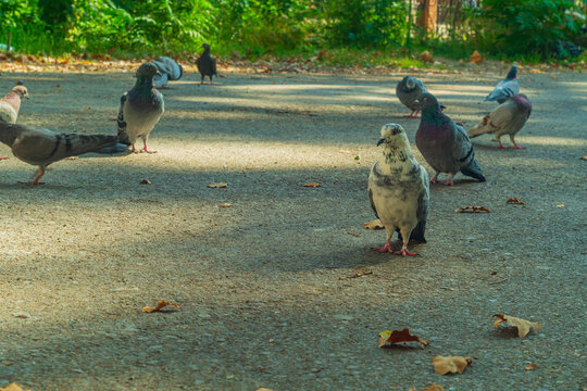 Pigeon looks at camera with his head turned to one side, standing on asphalt in yard while others look for food and eat. Concept of thinking about meaning of life by stepping away from routine