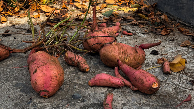 Raw organic red sweet potatoes recently harvested on rustic concrete floor with dry leaves.