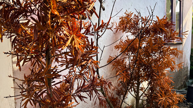 Withered orange conifer plant standing near a weathered white house wall in morning light.