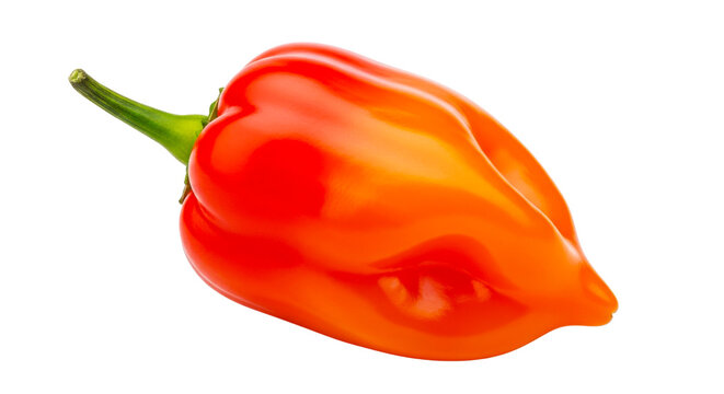 Single fresh orange and red bell pepper with green stem