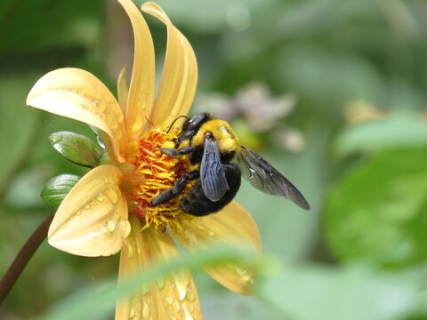Carpenter bee collecting pollen on a yellow flower with water droplets
