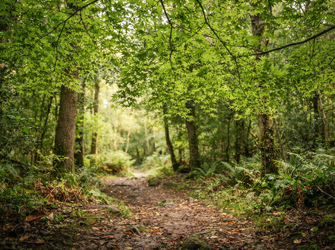 Leaf strewn dirt path winding through a dense fern bordered green woodland