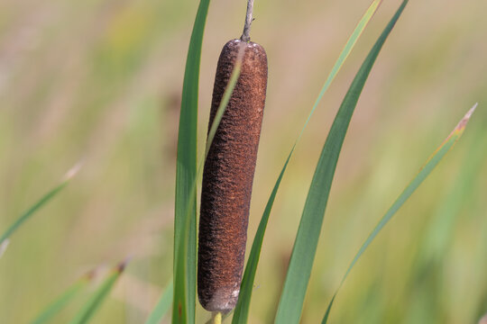 Tall cattail standing proudly among vibrant green reeds in a serene wetland during a sunny afternoon