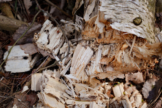 Freshly split birch trunk fragments and rough bark lie among scattered chips, twigs, and dry leaves on forest floor, creating detailed natural texture with rustic woodland colors and organic decay