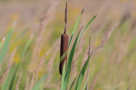 Exploring the beauty of cattails swaying gently in the breeze during a warm afternoon in a vibrant wetland