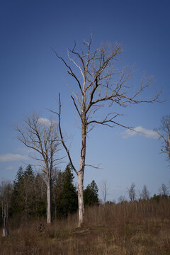 Tall leafless trees rise above dry grass and low woodland under clear blue sky, creating quiet rural scenery with open space, winterlike stillness, natural texture, and simple outdoor backdrop