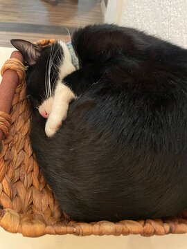 Gatita negra y blanco durmiendo en un canasto