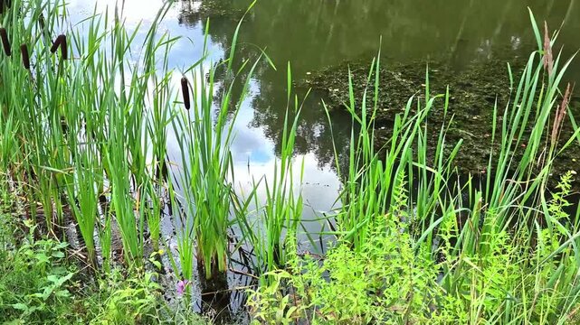 Tall green cattails with dark brown seed heads grow along edge of pond, their reflections mirrored in calm water, serene wetland scene, windy waterfront landscape.