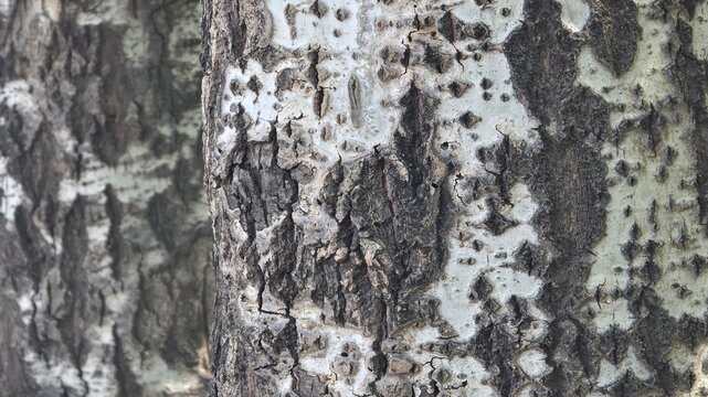 tree bark texture