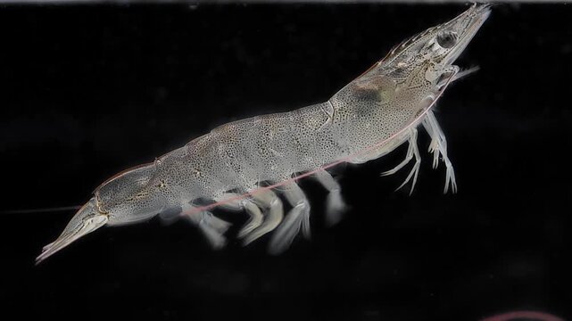 4K macro closeup underwater footage of live translucent whiteleg shrimp swimming gracefully against a pure black background