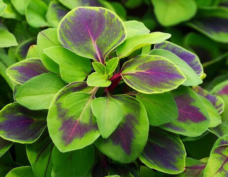 cluster of green circular leaves with purple edges