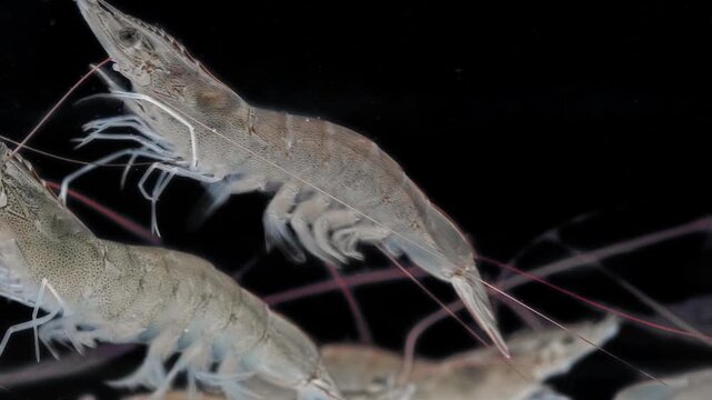 4K macro closeup underwater footage of live translucent whiteleg shrimp swimming gracefully against a pure black background