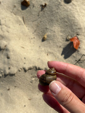 Female hand holding small brown seashell over beach sand for summer nature discovery and travel concept