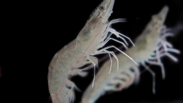 4K macro closeup underwater footage of live translucent whiteleg shrimp swimming gracefully against a pure black background