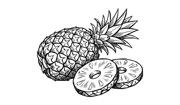 Pineapple whole fruit and slices natural tropical food hand drawn vector