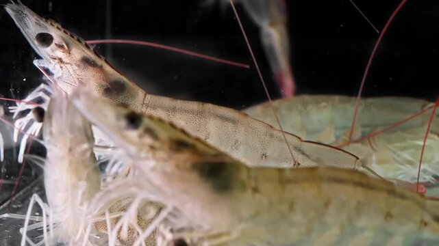 4K macro closeup underwater footage of live translucent whiteleg shrimp swimming gracefully against a pure black background