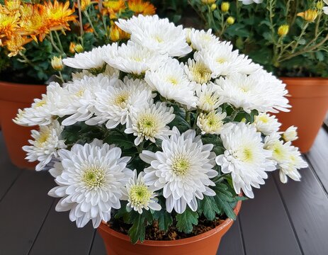 white chrysanthemum in a pot
