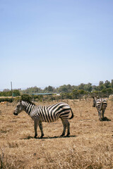 Zebra Grazing in Dry Grass During Dry Season at Hell’s Gate National Park, Kenya © gloria