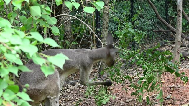 A grey kangaroo stands among lush green bushes, gently holding a branch with its paws to eat the leaves