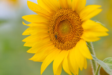 Obraz premium Bee dances among golden sunflower petals celebrating the beauty of nature in a sunny field