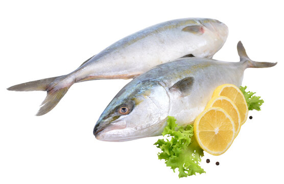  Fish yellowtai on white background (Japanese amberjack)