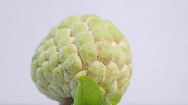 Fresh whole custard apple (sugar apple / sweetsop) slowly rotating in a seamless loop. Close-up shot highlighting the unique green textured skin and natural pattern	