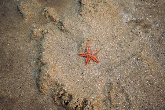 A starfish at  Gunnamatta bay, Sydney.