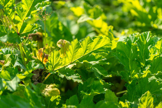 Vibrant hogweed leaves basking in the warm sunlight of a lush green meadow