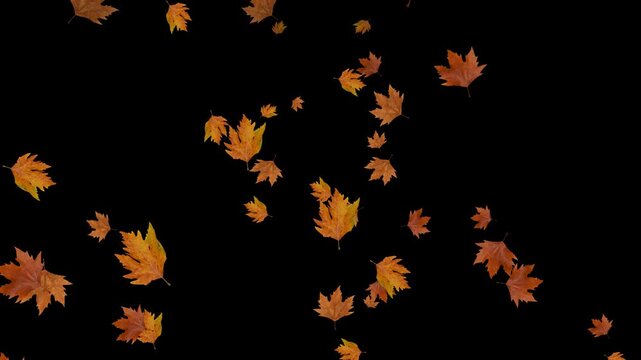 real colorful autumn dry leaves falling isolated alpha channel, leaf thanksgiving and Halloween celebration and sale video stream overlay motion design element