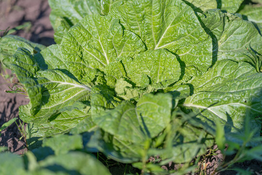 Vibrant green leaves of Brassica rapa subsp. pekinensis thriving in a sunny vegetable garden