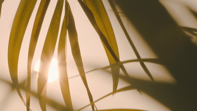 Close-up shot of palm fronds backlit by a low-setting sun, creating a strong sunstar and warm flare effect.