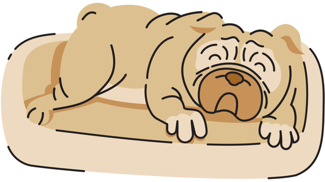 English bulldog sleep on bed