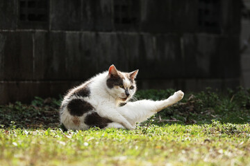 Stray cat stretching on grass near concrete wall outdoors © toritori_moumou