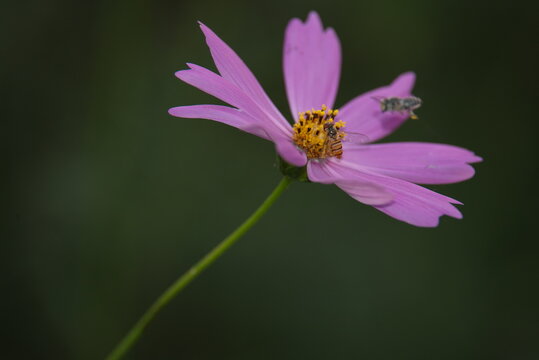 View of a pink cosmos flower with a bee resting on its yellow center and another bee flying nearby against a dark background in Multan, Punjab, Pakistan.