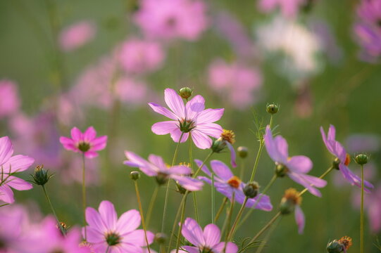 View of pink cosmos flowers blooming in a field in Multan, Punjab, Pakistan.