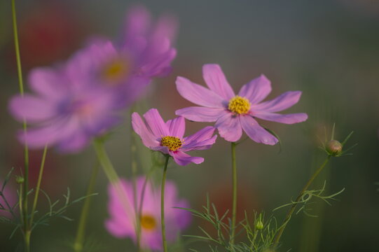 View of vibrant pink cosmos flowers blooming in a garden with soft natural light in Multan, Punjab, Pakistan.