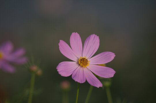 View of a delicate pink cosmos flower with a bright yellow center, blooming in a garden in Multan, Punjab, Pakistan.