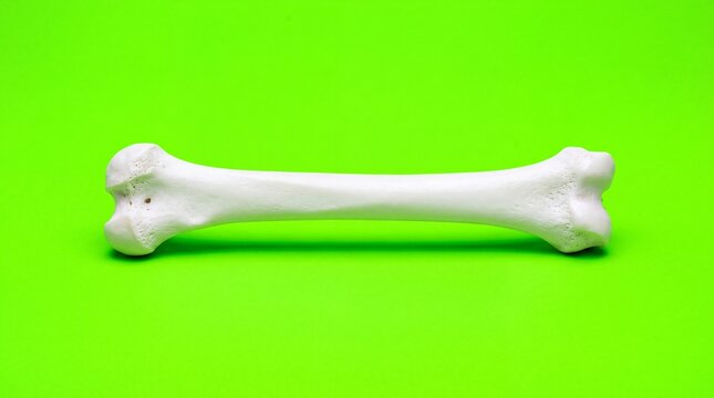 Clean white plastic skeleton bone replica lies horizontally on vibrant lime green background for medical education or halloween decor