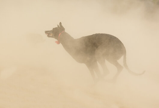 View of a greyhound running at high speed through a dusty field during a race in Faisalabad City, Punjab, Pakistan.
