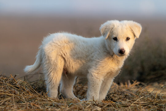 View of a fluffy white shepherd dog puppy standing on dry straw in the soft golden light of sunset in Kalat, Balochistan, Pakistan.