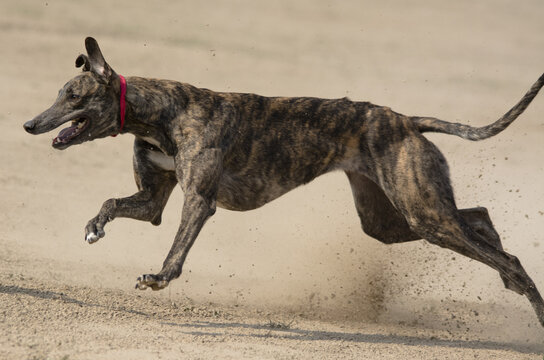 View of a brindle greyhound racing at full speed on a dirt track during a local derby in Faisalabad City, Punjab, Pakistan.